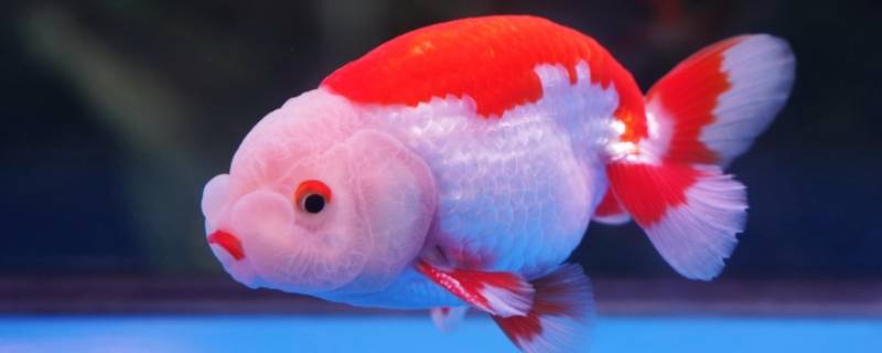 金鱼为什么不可以吃