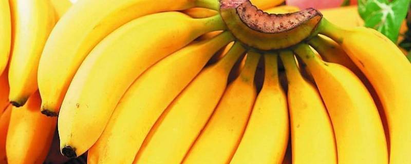 香蕉里面是红色怎么回事