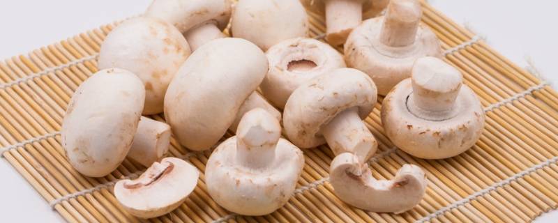 口蘑的柄要去掉吗