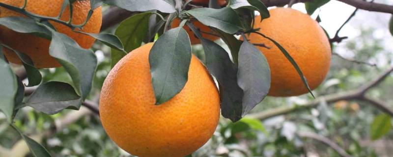 红美人是什么水果