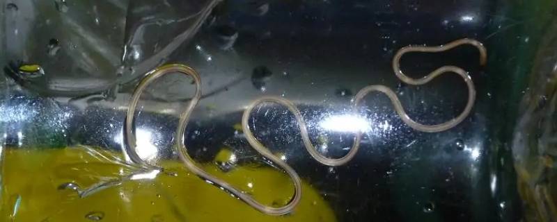 螳螂和铁线虫的关系