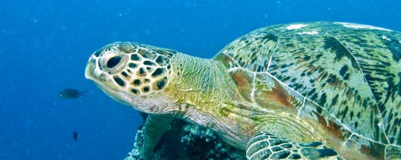 海龟喜欢吃什么食物