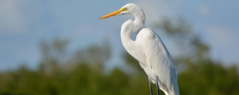 白鹭的脚有什么作用