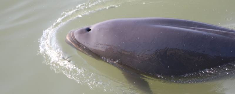 江豚是几级保护动物