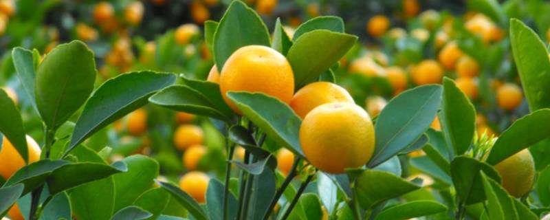 金桔什么季节上市