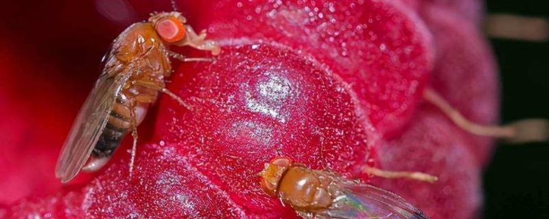 雌雄果蝇的区别