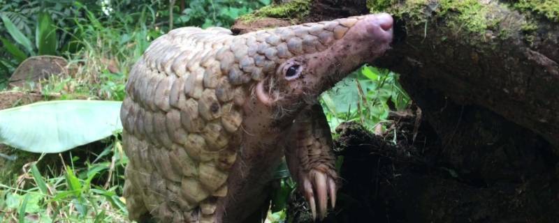 穿山甲挖洞速度有多快