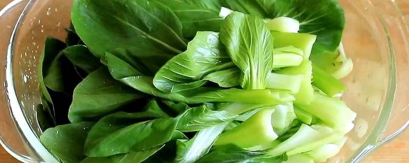 青菜苦是怎么回事