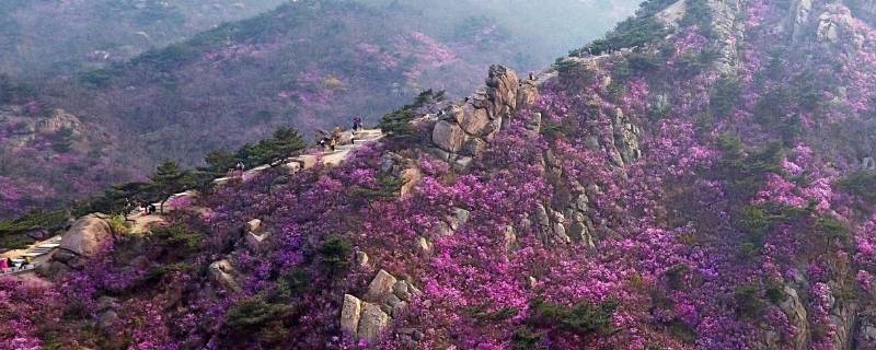 大珠山海拔多少米