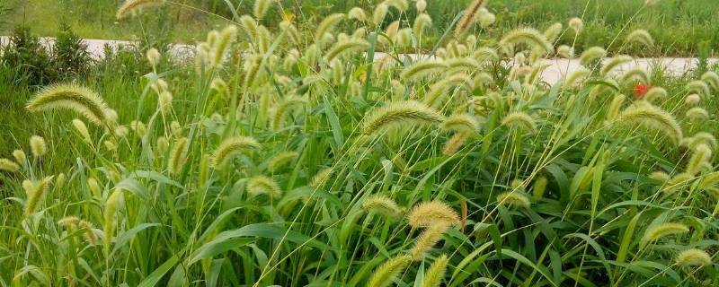 狗尾巴草怎么发朋友圈
