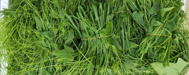 龙须菜是什么样子的