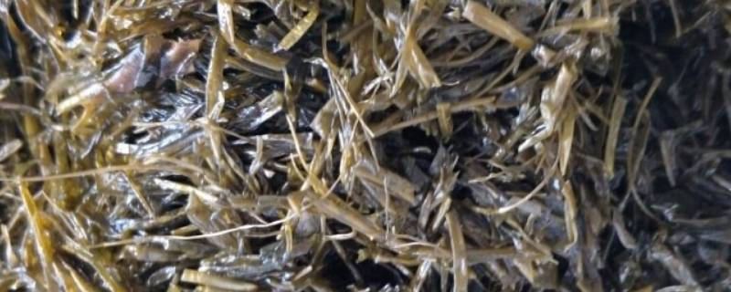 海马线是什么海菜