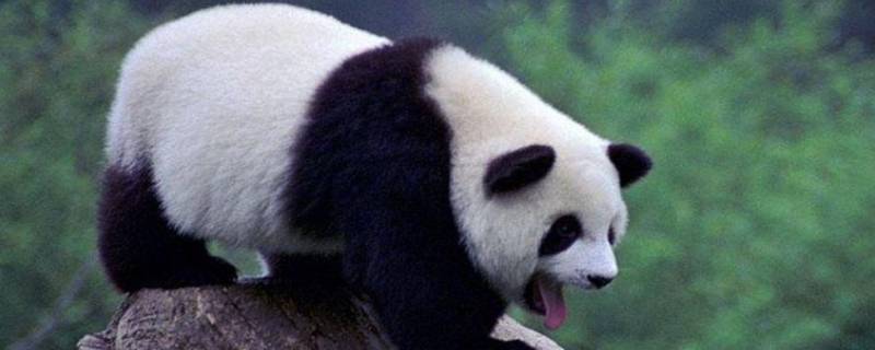 大熊猫是冬眠的动物吗