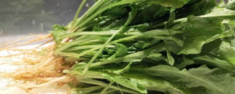 荠菜是凉性还是热性