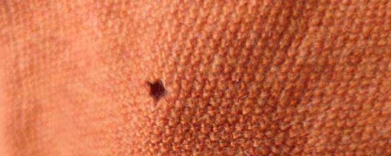 羊绒衫上的虫哪里来的
