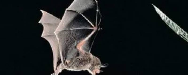 蝙蝠是恒温动物吗