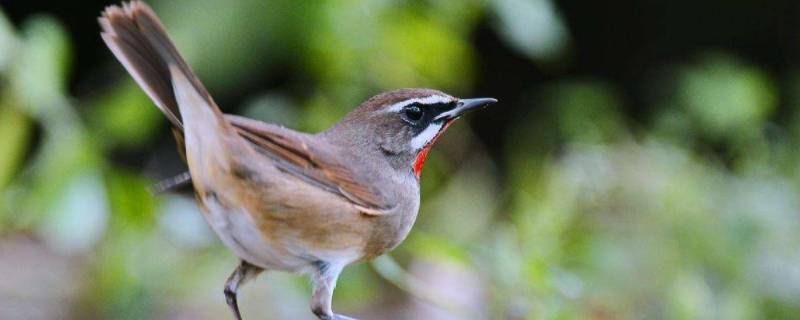 靛颏鸟是国家二级保护动物吗