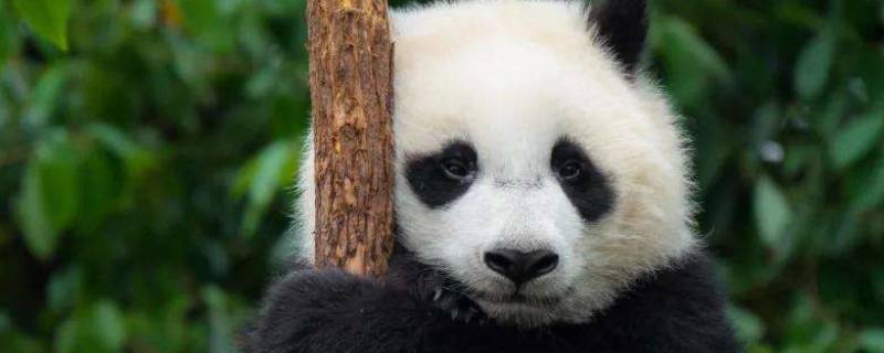 熊猫生活习性