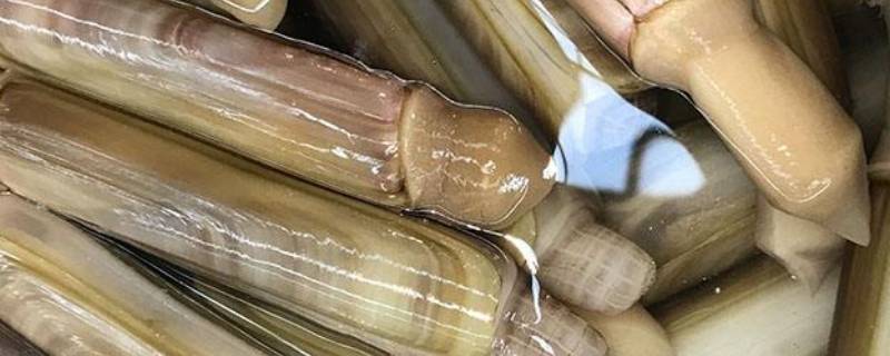 爆炒蛏子用不用焯水