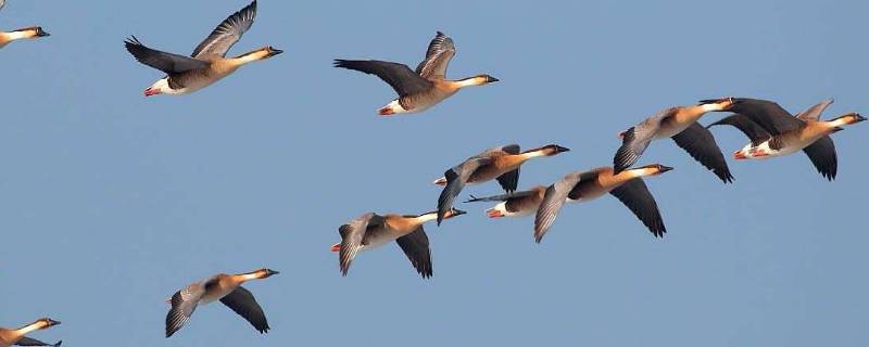 春归指的是什么动物