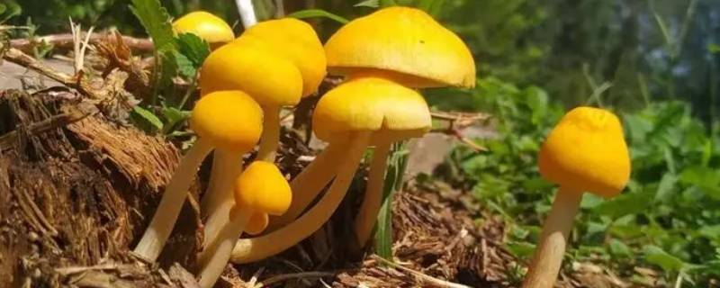 蘑菇是微生物吗