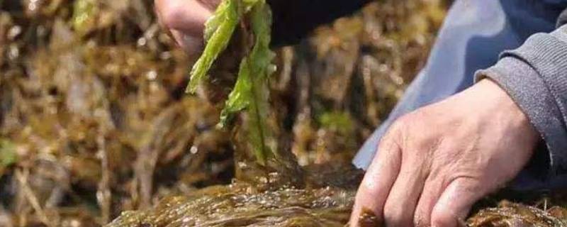 大连海麻线是什么菜