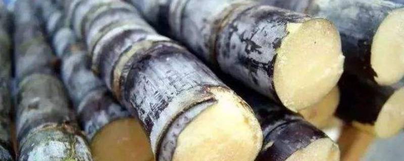甘蔗是根还是茎