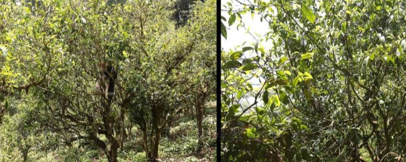 曼糯古树茶特点