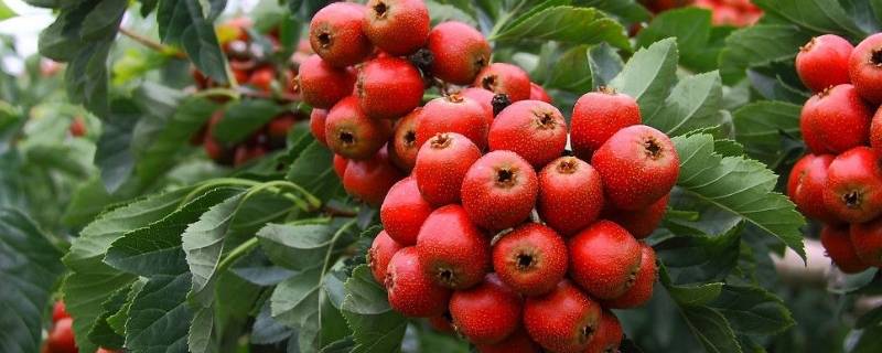 山里红怎样保存长久