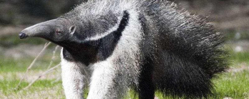 蚂蚁的天敌是什么