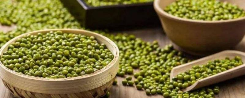 绿豆的介绍