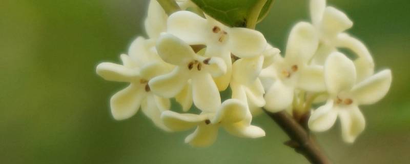 迟桂花的寓意