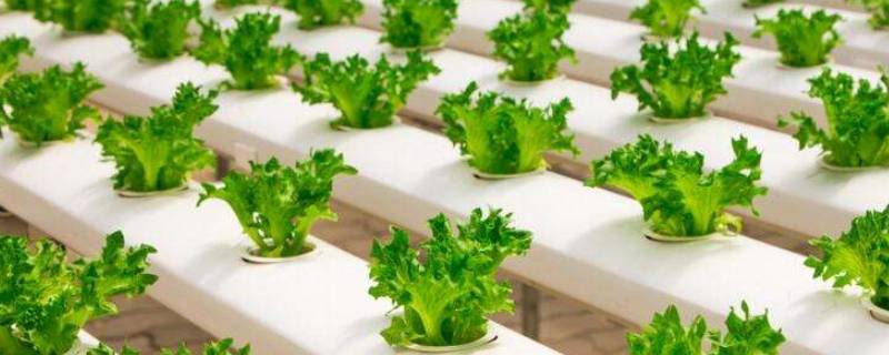 水培蔬菜有哪些品种