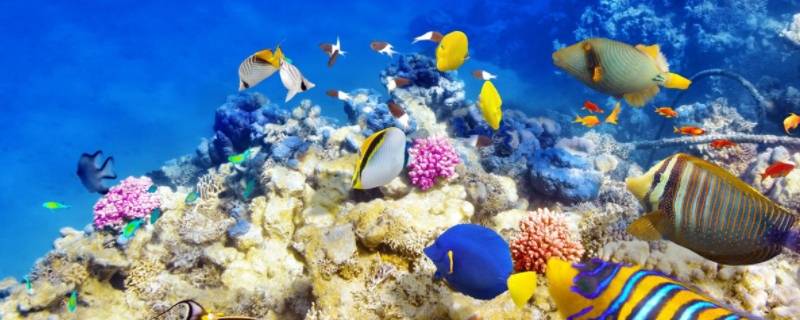 水族馆里有什么鱼