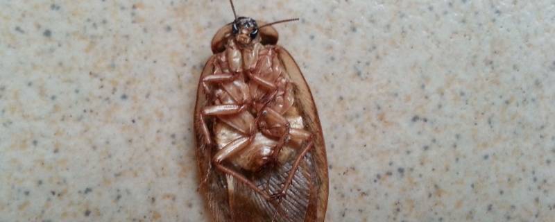 床上有蟑螂怎么办