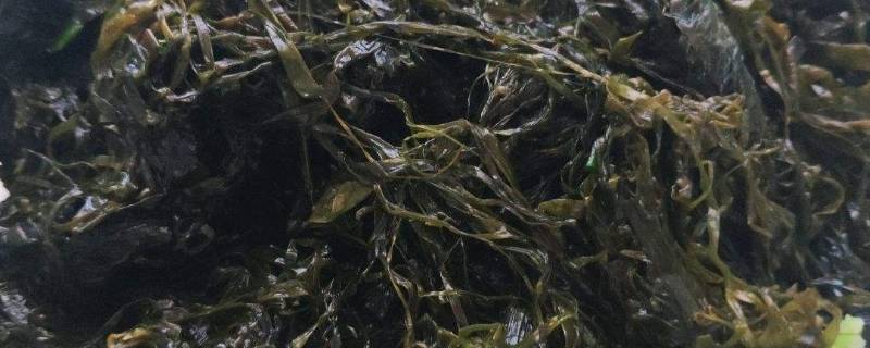 海麻线是什么