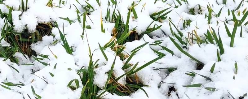 大雪兆丰年还是瑞雪兆丰年