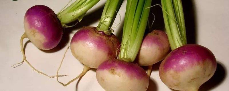 蔓菁和萝卜有什么区别