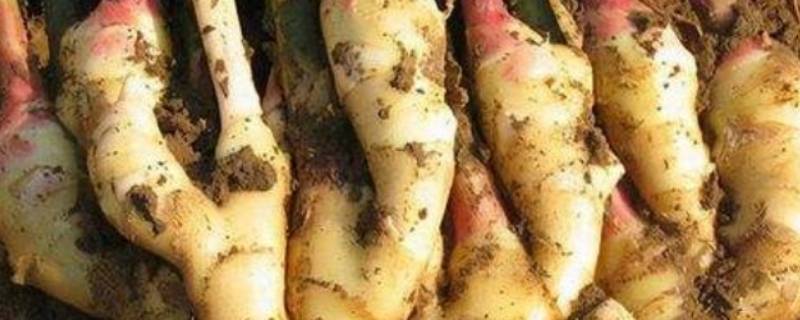 生姜的储藏三种方法