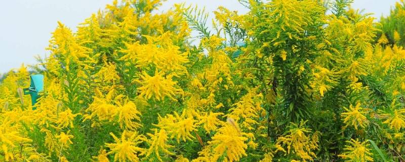 加拿大黄花是怎么回事