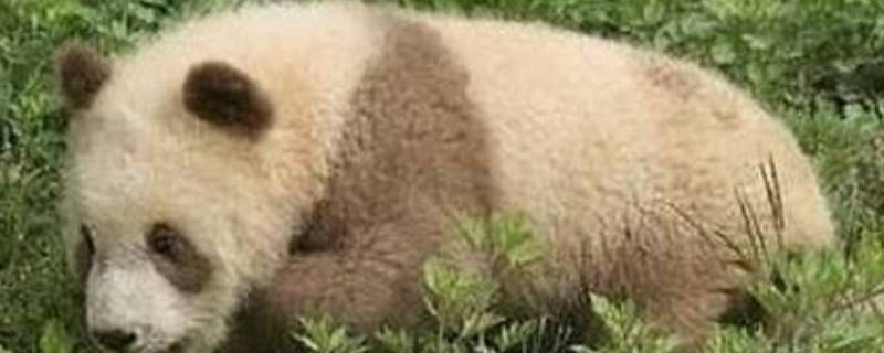棕白色大熊猫叫什么