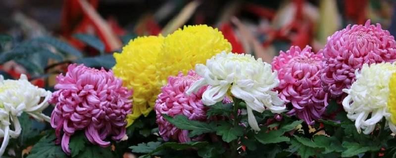 上海菊花展在哪个公园