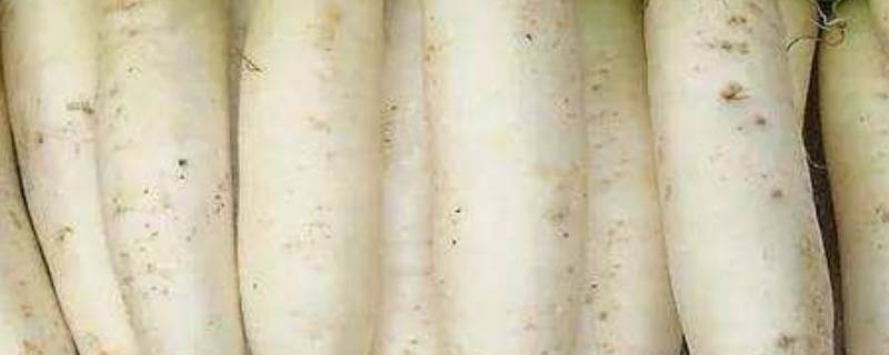 萝卜可以放多久