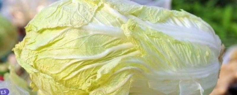 冬天楼房怎样储存白菜