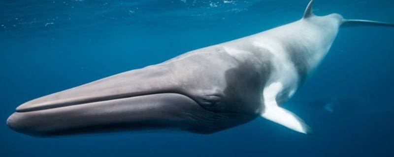 蓝鲸有多大多重多长