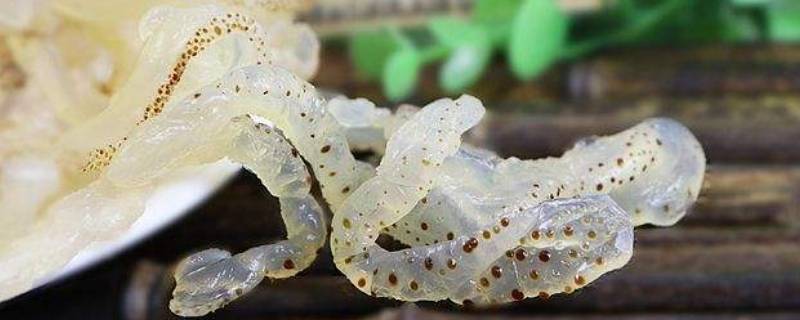 珊瑚海蜇丝是人造的吗