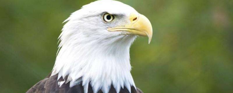 关于鹰的知识有哪些