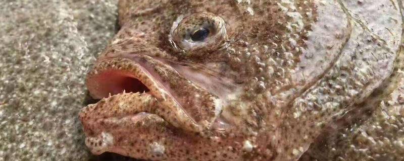 活多宝鱼怎么保存