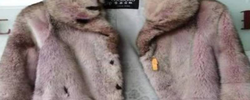 貂掉毛咋回事