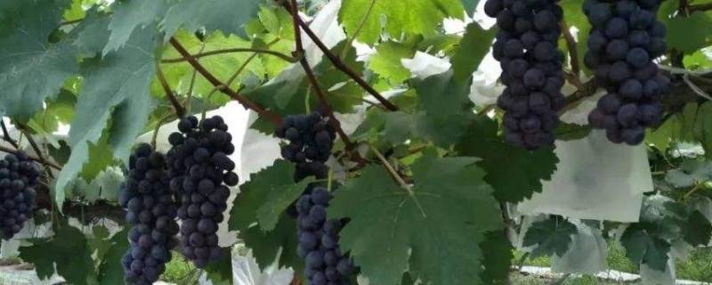 冬天有葡萄吗